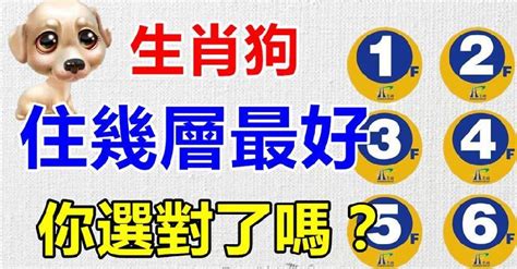 屬狗樓層|【屬狗坐向】屬狗風水坐向全攻略！找出你的最佳住向和樓層